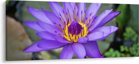 Tablou - Floare violet (120x50 cm)