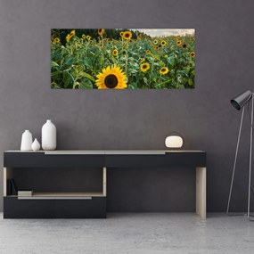 Tablou - Câmpul de floarea-soarelui II. (120x50 cm)