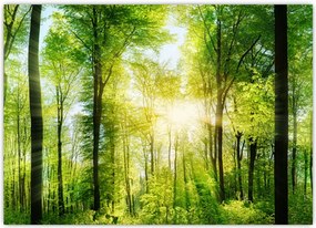 Tablou - Răsărit în pădure (70x50 cm)