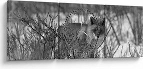 Tablou - Vulpe în timpul iernii (cu ceas) (90x30 cm)