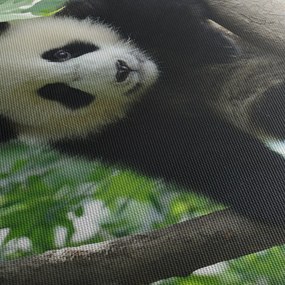 Tablou - Panda in copac (cu ceas) (90x30 cm)