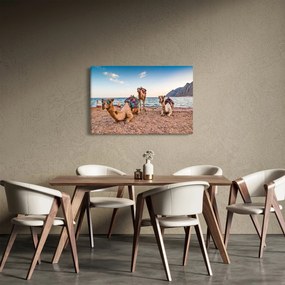 Tablou cu cămile (90x60 cm)