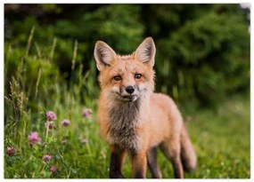 Tablou cu vulpe (70x50 cm)