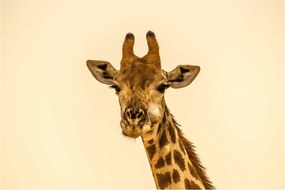 Tablou cu girafe (90x60 cm)