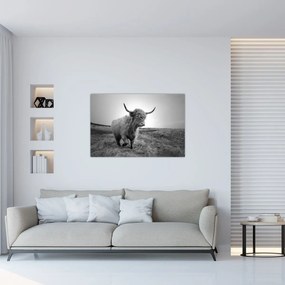 Tablou - Vacă scoțiană,alb-negru (90x60 cm)