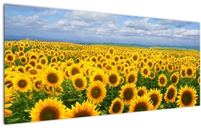 Tablou cu lan de floarea soarelui (120x50 cm)
