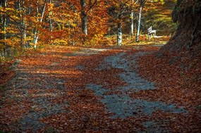 Tablou canvas Peisaj toamna prin parc - 120x80cm