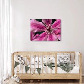 Tablou pe sticlă cu floarea roz de clematis (70x50 cm)