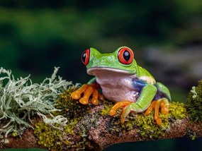 Fotografie Close-Up Of Frog On Branch, Ringwood,, Peter Atkinson / 500px