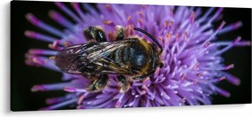 Tablou cu albina pe floare (120x50 cm)