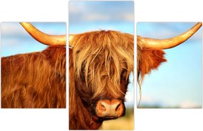 Tablou - Vacă scoțiană (90x60 cm)