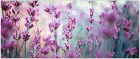 Tablou - Lavandă (120x50 cm)
