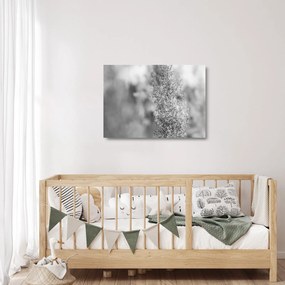 Tablou pe sticlă - Iarbă de pampas Boho (70x50 cm)