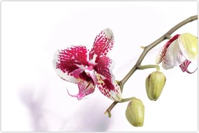 Tablou cu floarea de orhidee (90x60 cm)