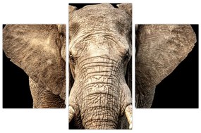 Tablou - Elefant african (90x60 cm)