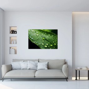 Tablou - Frunză după ploaie (90x60 cm)
