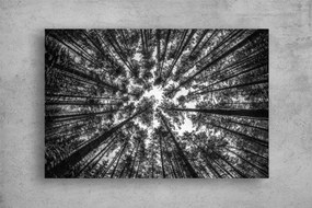 Tablou Canvas - Privind spre cer printre copaci