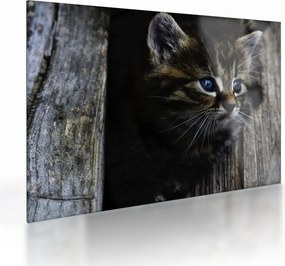 Tablou pe sticlă cu pisicuța (70x50 cm)