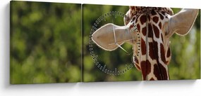 Tablou cu girafă din spate (cu ceas) (90x30 cm)