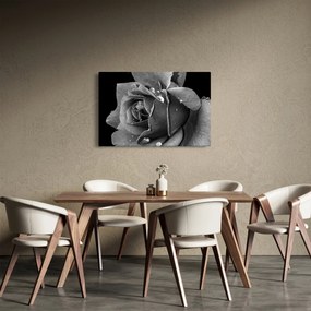 Tablou cu trandafir - albneagră (90x60 cm)