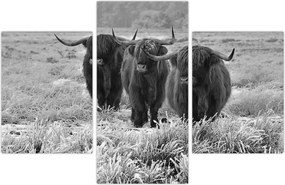 Tablou - Vaci scoțiene (90x60 cm)