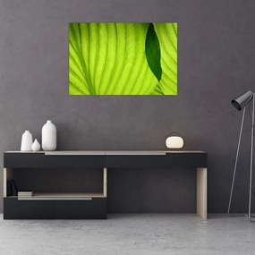 Tablou - Detaliu de frunză verde (90x60 cm)