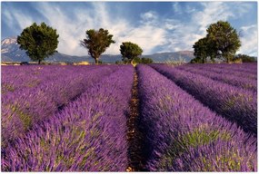 Tablou - câmp de lavandă și munți (90x60 cm)
