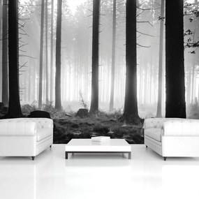 Fototapet - Copaci (152,5x104 cm)