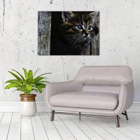 Tablou pe sticlă cu pisicuța (70x50 cm)