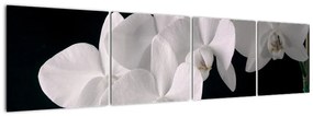 Tablou - orhidee albă (160x40cm)