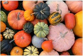 Tablou - Dovleac (90x60 cm)