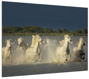 Tablou cu cai albi (70x50 cm), în 40 de alte dimensiuni noi