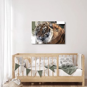 Tablou cu tigrul (90x60 cm)