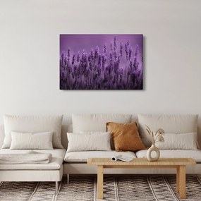 Tablou - Lavanda (90x60 cm)