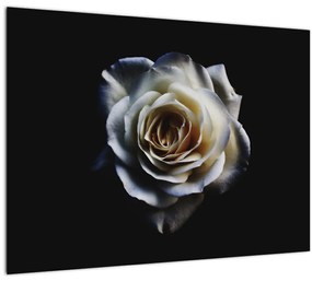 Tablou cu trandafir alb (70x50 cm)