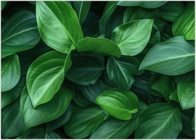 Tablou - Frunze verzi (70x50 cm)