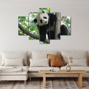 Tablou - Panda in copac (150x105 cm)
