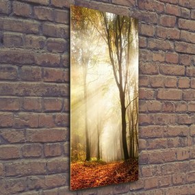 Fotografie imprimată pe sticlă pădure în toamna