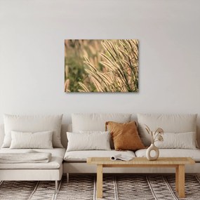 Tablou - Cereale (70x50 cm)