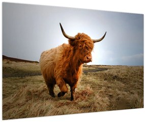 Tablou - Vaci scoțiene (90x60 cm)
