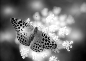 Tablou pe sticlă - Detailu cu fluture care polenizează floare (70x50 cm)