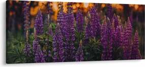 Tablou - Flori de lupin (120x50 cm)