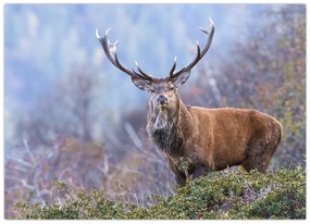 Tablou pe sticlă - Cerb în peisaj (70x50 cm)