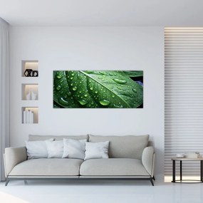 Tablou - Detaliu de frunze după ploaie (120x50 cm)
