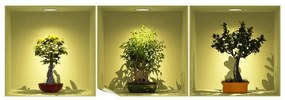 Set 3 autocolante cu efect 3D Ambiance Bonsai Trees On Spot