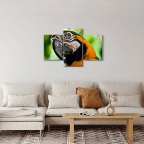 Tablou cu papagal (90x60 cm)
