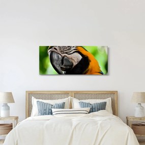 Tablou cu papagal (120x50 cm)