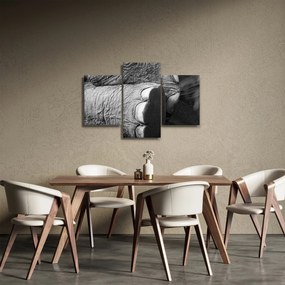 Tablou - Picior de elefant (90x60 cm)