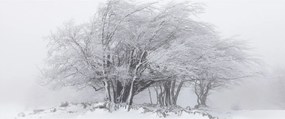 Tablou - Iarnă albă (120x50 cm)