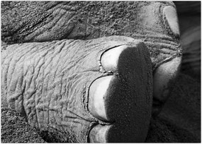 Tablou - Picior de elefant (70x50 cm)